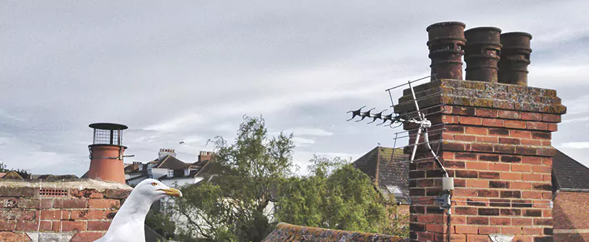 Chimney Cleaning And Restoration in Bothell West, Washington